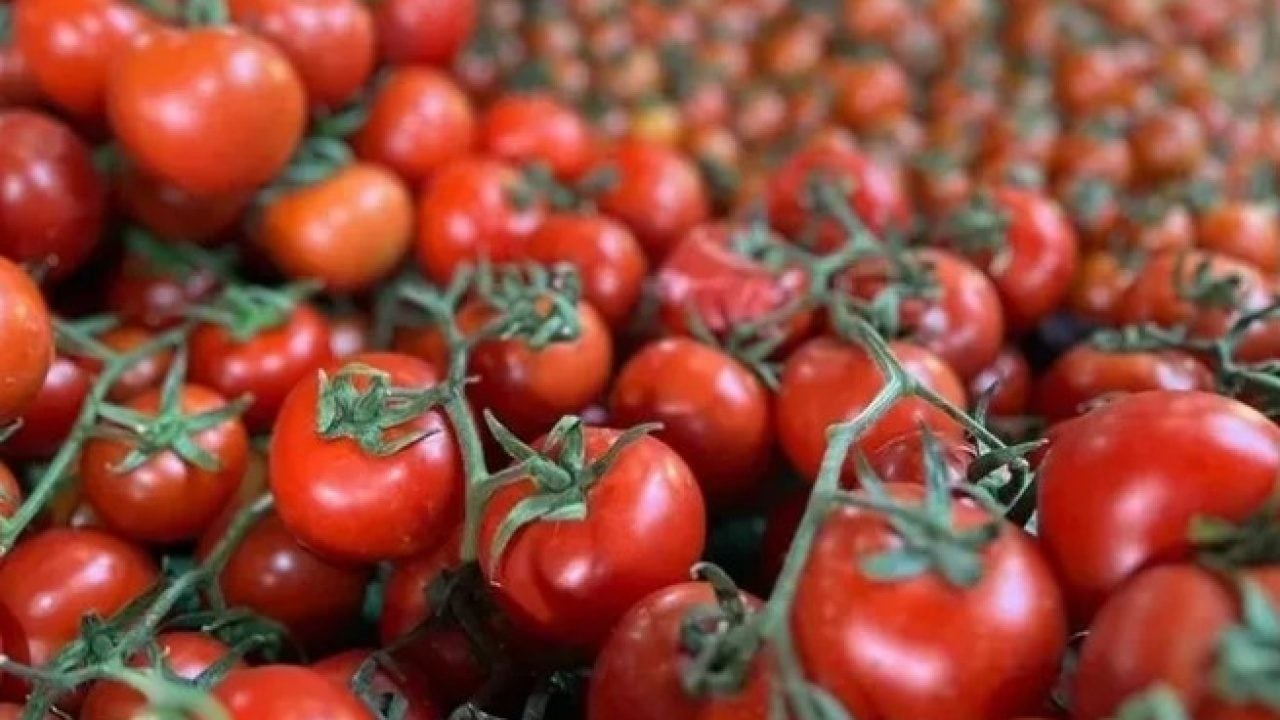 Foto - Genç bilim insanından şaşırtan proje! Hamburger tadında domates tasarlıyor