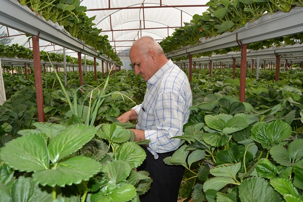 Foto - Genç çiftçi kurduğu serada topraksız çilek yetiştiriyor