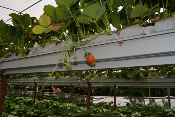 Foto - Genç çiftçi kurduğu serada topraksız çilek yetiştiriyor