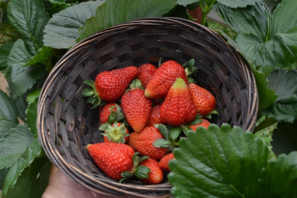 Foto - Genç çiftçi kurduğu serada topraksız çilek yetiştiriyor