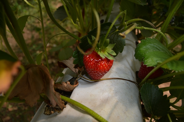 Foto - Genç çiftçi kurduğu serada topraksız çilek yetiştiriyor