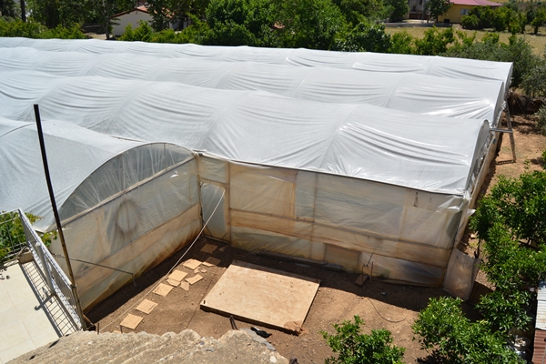 Foto - Genç çiftçi kurduğu serada topraksız çilek yetiştiriyor