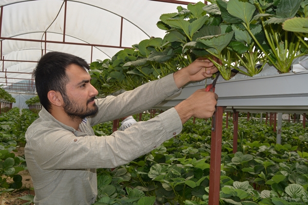 Foto - Genç çiftçi kurduğu serada topraksız çilek yetiştiriyor