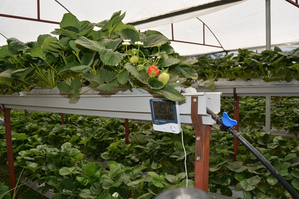 Foto - Genç çiftçi kurduğu serada topraksız çilek yetiştiriyor