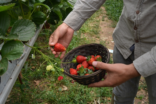 Foto - Genç çiftçi kurduğu serada topraksız çilek yetiştiriyor
