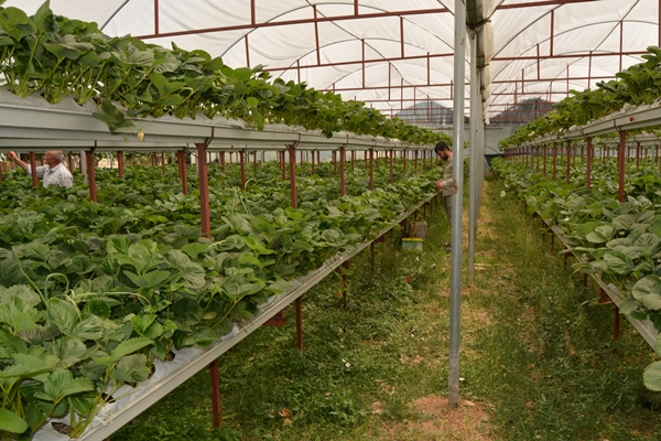 Foto - Genç çiftçi kurduğu serada topraksız çilek yetiştiriyor