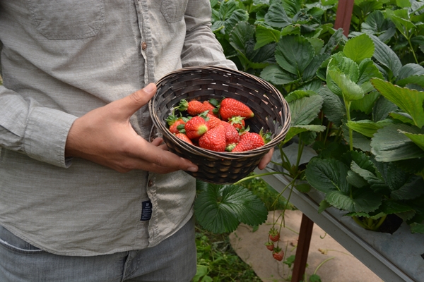 Foto - Genç çiftçi kurduğu serada topraksız çilek yetiştiriyor