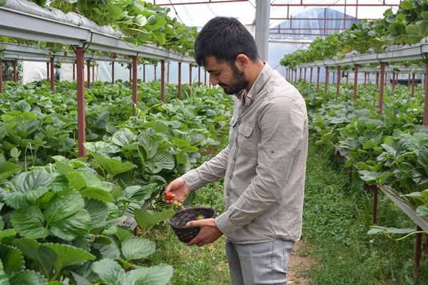 Foto - Genç çiftçi kurduğu serada topraksız çilek yetiştiriyor