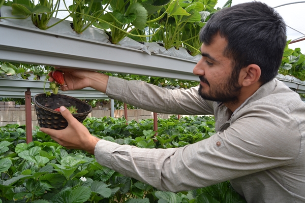 Foto - Genç çiftçi kurduğu serada topraksız çilek yetiştiriyor