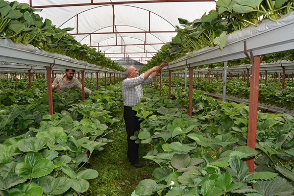 Foto - Genç çiftçi kurduğu serada topraksız çilek yetiştiriyor