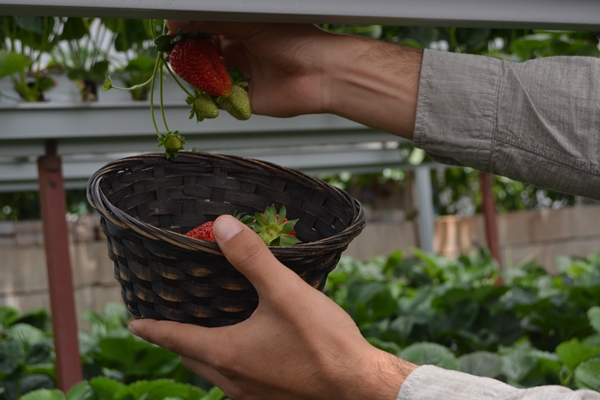Foto - Genç çiftçi kurduğu serada topraksız çilek yetiştiriyor