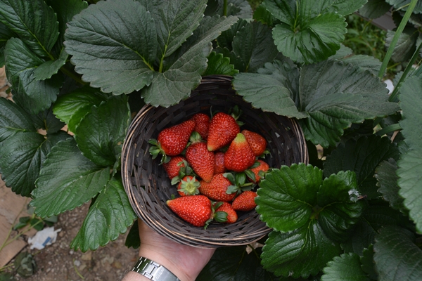 Foto - Genç çiftçi kurduğu serada topraksız çilek yetiştiriyor
