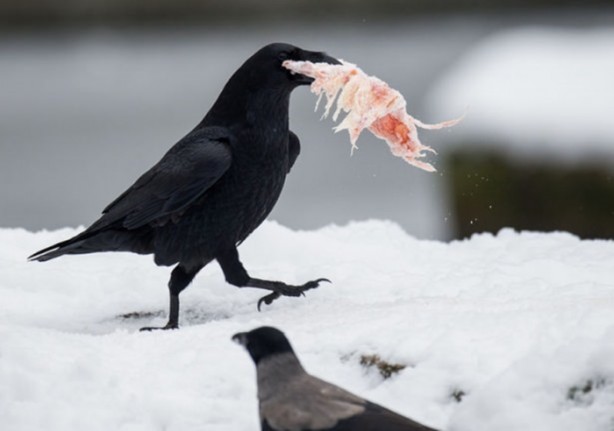 Foto - Genç su aygırının zor anları
