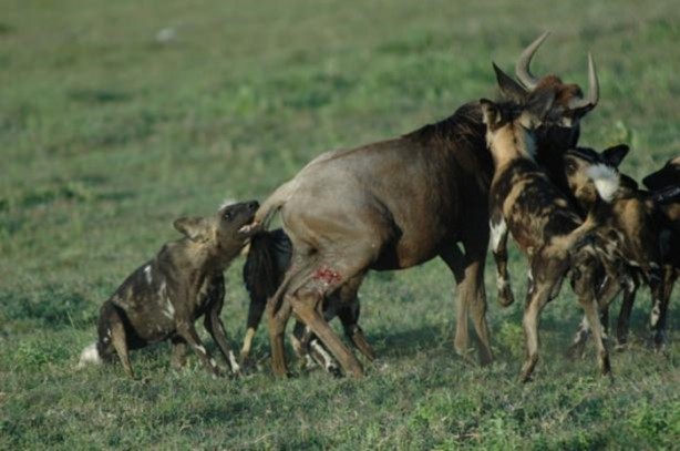 Foto - Genç su aygırının zor anları