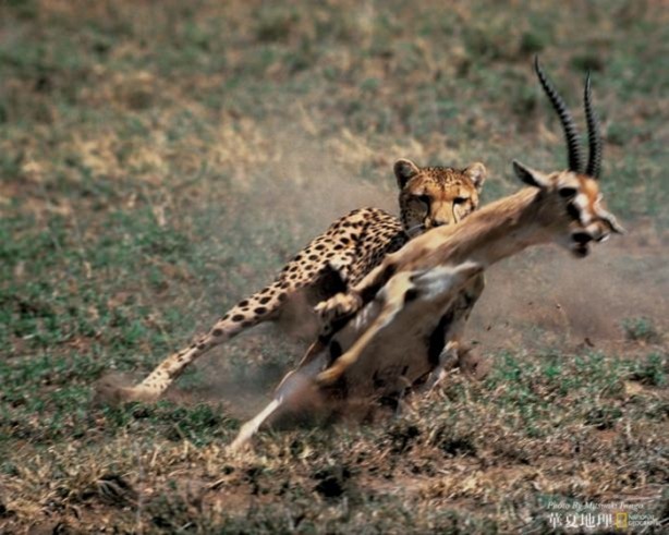 Foto - Genç su aygırının zor anları