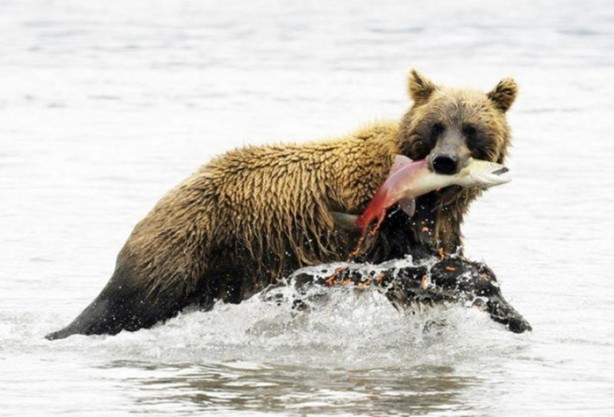 Foto - Genç su aygırının zor anları