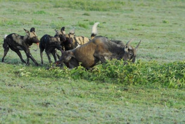 Foto - Genç su aygırının zor anları