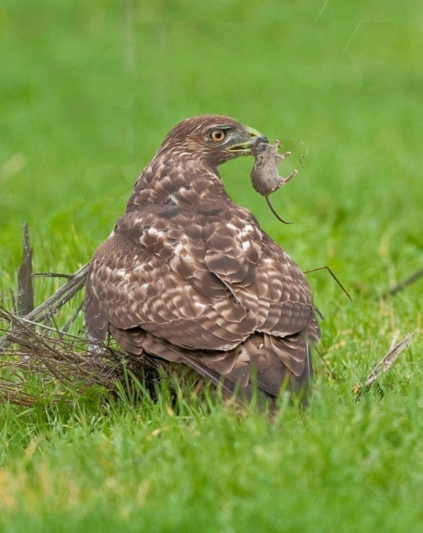 Foto - Genç su aygırının zor anları