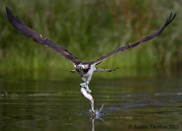 Foto - Genç su aygırının zor anları