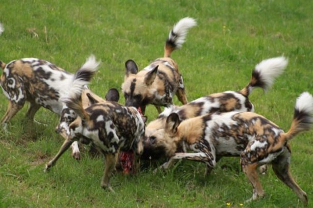 Foto - Genç su aygırının zor anları