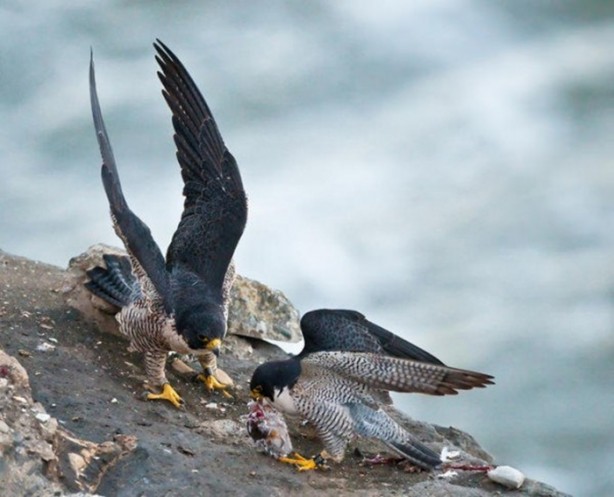 Foto - Genç su aygırının zor anları