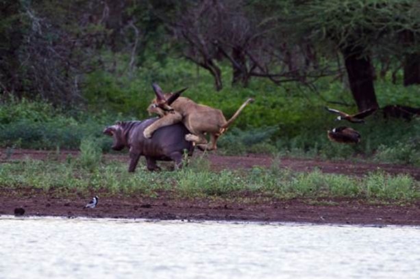 Foto - Genç su aygırının zor anları