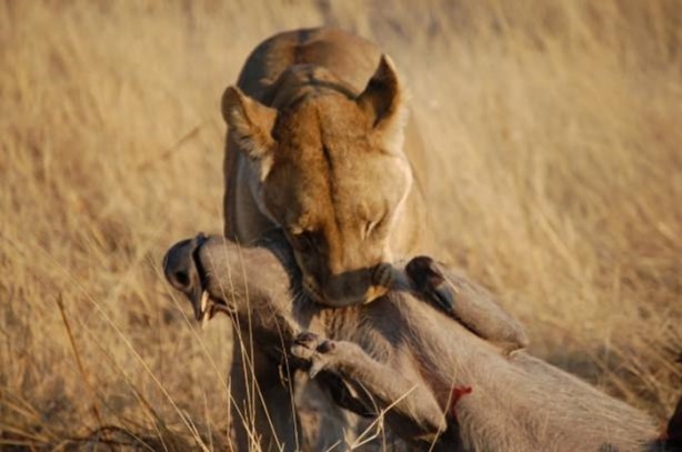 Foto - Genç su aygırının zor anları