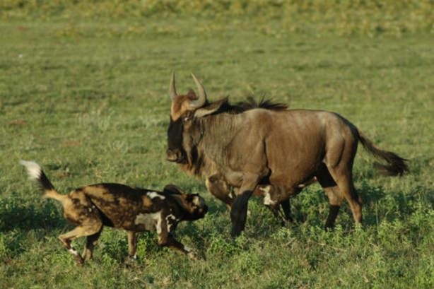 Foto - Genç su aygırının zor anları