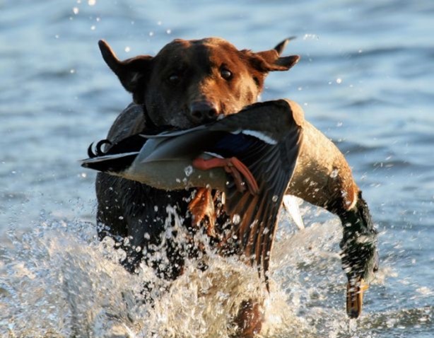 Foto - Genç su aygırının zor anları