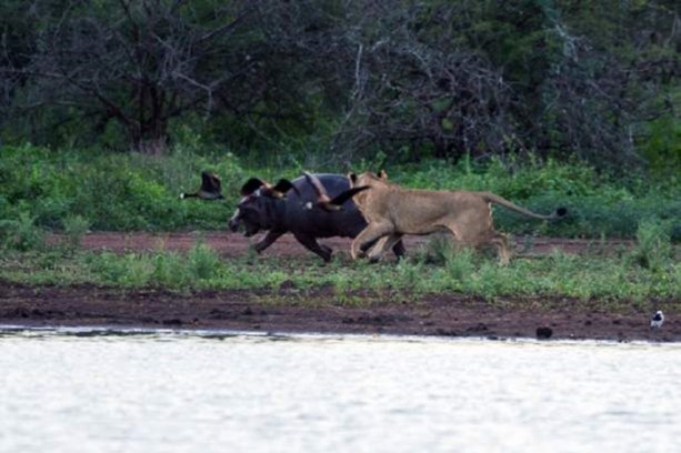 Foto - Genç su aygırının zor anları