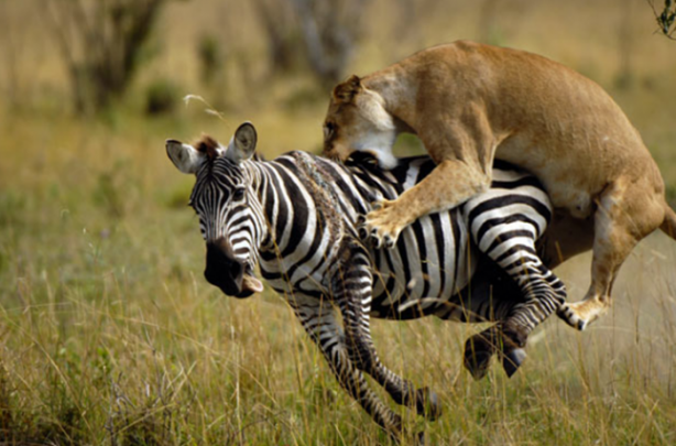 Foto - Genç su aygırının zor anları