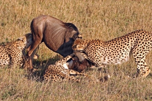 Foto - Genç su aygırının zor anları