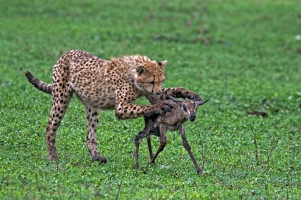Foto - Genç su aygırının zor anları