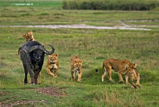 Foto - Genç su aygırının zor anları