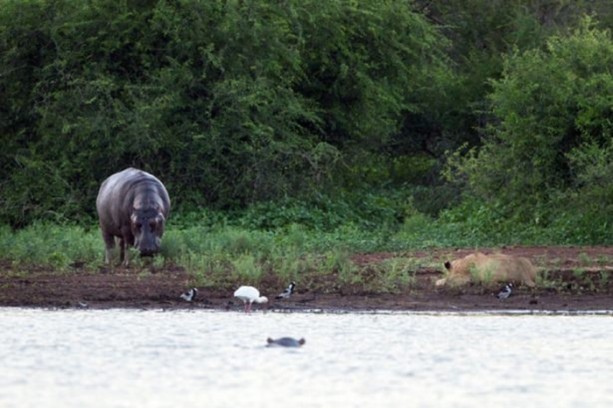 Foto - Genç su aygırının zor anları