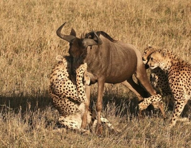 Foto - Genç su aygırının zor anları