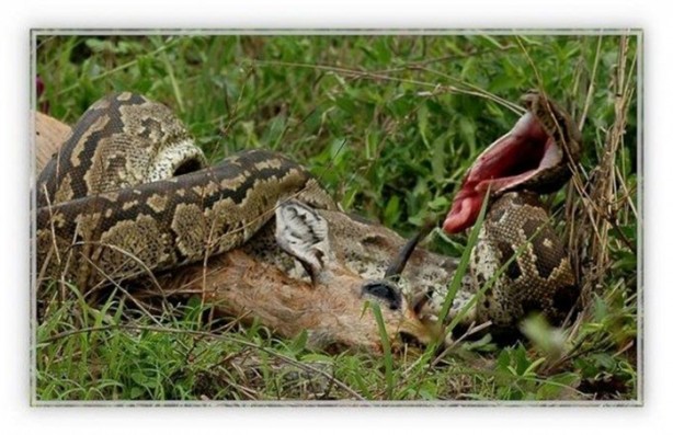 Foto - Genç su aygırının zor anları