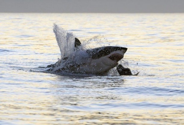 Foto - Genç su aygırının zor anları