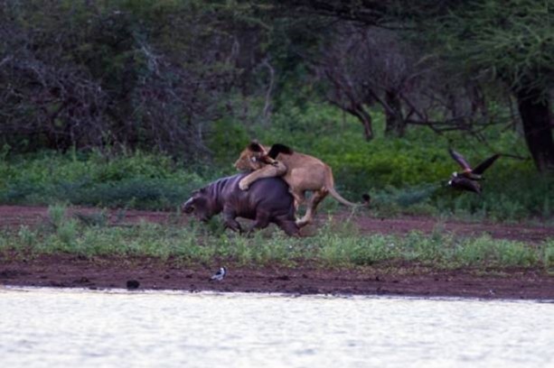 Foto - Genç su aygırının zor anları