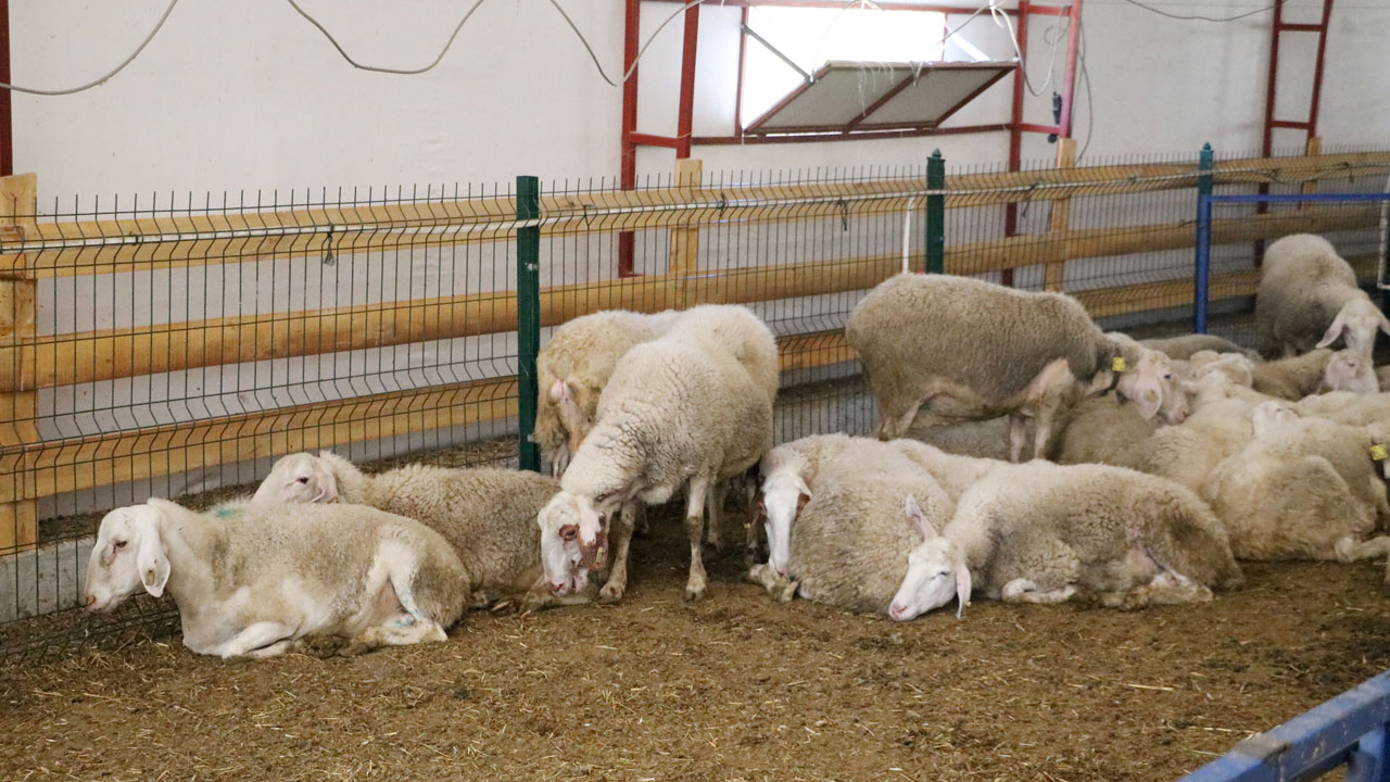 Foto - Genç veterinerin başarısı! 2 yılda 110 koyunluk işletme kurdu