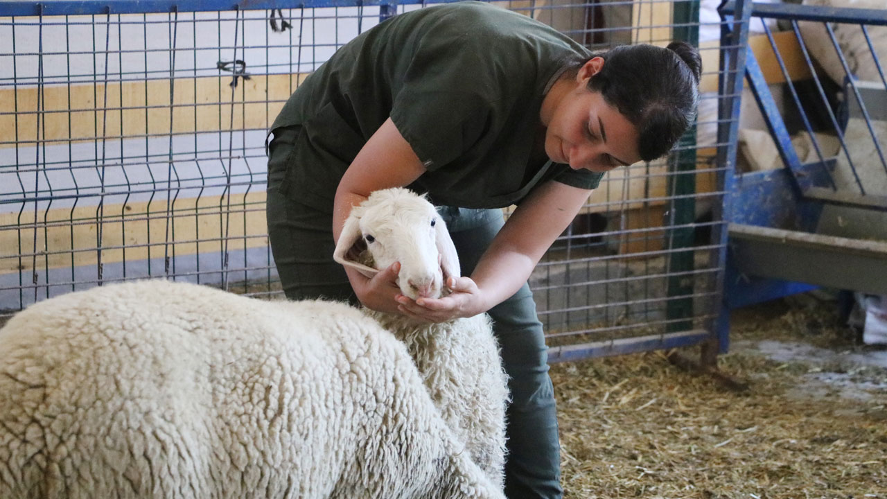 Foto - Genç veterinerin başarısı! 2 yılda 110 koyunluk işletme kurdu