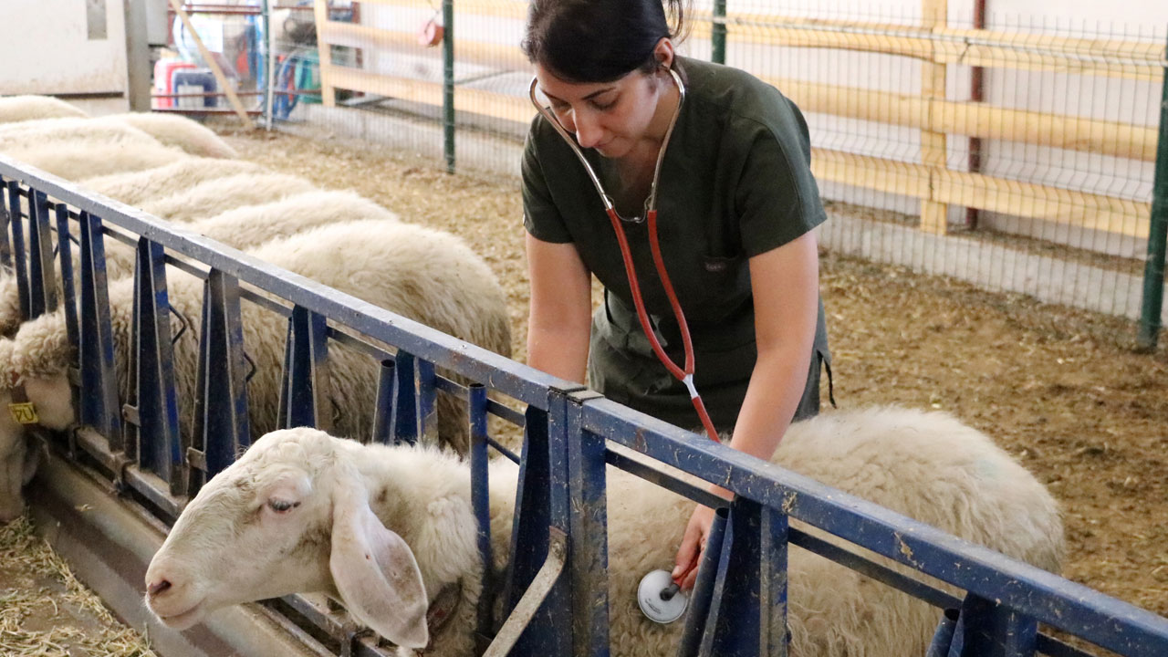 Foto - Genç veterinerin başarısı! 2 yılda 110 koyunluk işletme kurdu