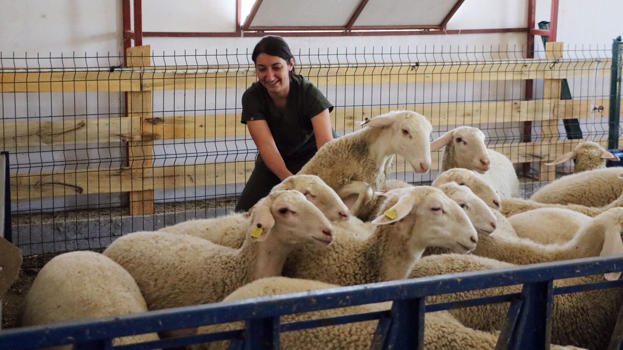 Genç veterinerin başarısı! 2 yılda 110 koyunluk işletme kurdu