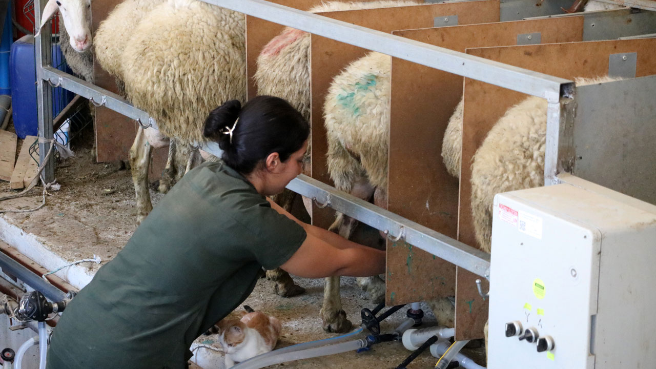 Foto - Genç veterinerin başarısı! 2 yılda 110 koyunluk işletme kurdu
