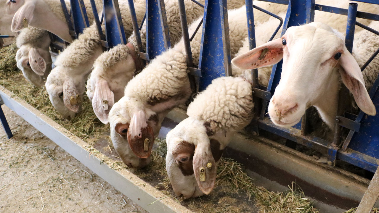 Foto - Genç veterinerin başarısı! 2 yılda 110 koyunluk işletme kurdu