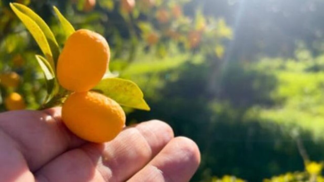 Foto - Gençliğin sırrı bu meyvenin içinde saklı! Minicik boyuyla o hastalığa şifa oluyor