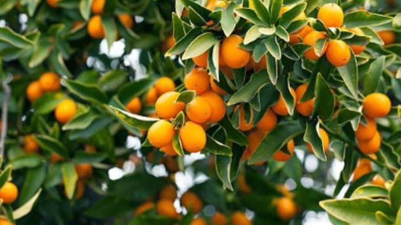 Foto - Gençliğin sırrı bu meyvenin içinde saklı! Minicik boyuyla o hastalığa şifa oluyor