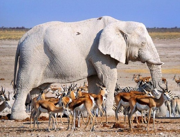 Genlerinde bozukluk olan hayvanlar