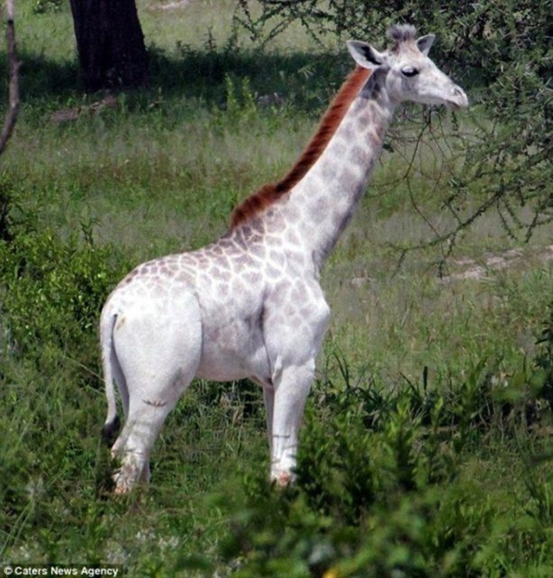 Foto - Genlerinde bozukluk olan hayvanlar