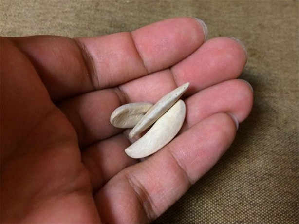 Foto - Gerçeğinden ayırmak resmen imkansız